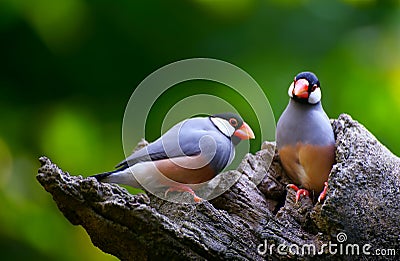 Java sparrow birds Stock Photo