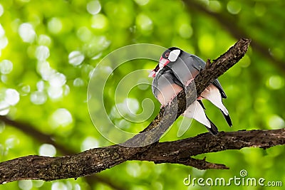 Java Sparrow on branch male and female lover Stock Photo