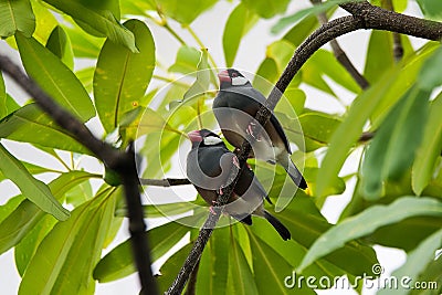 Java Sparrow on branch male and female lover Stock Photo