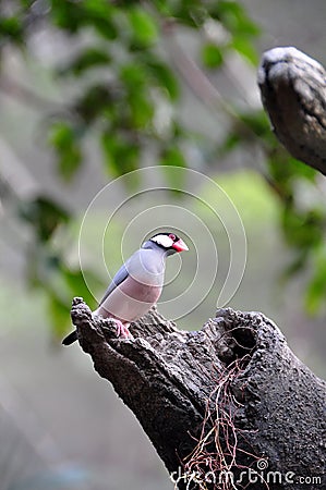 Java Sparrow in the tree Stock Photo