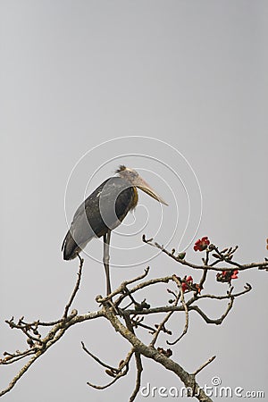 Javaanse Maraboe, Lesser Adjutant, Leptoptilos javanicus Stock Photo