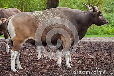 Javan banteng Bos javanicus Stock Photo