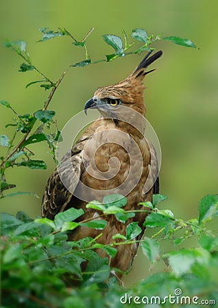 Javan Hawk-eagle in Artistic Blur Image Stock Photo