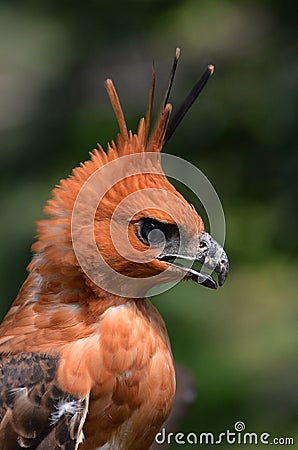 Javan hawk eagle Stock Photo