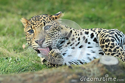 Javan leopard Stock Photo