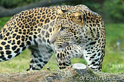 Javan leopard Stock Photo