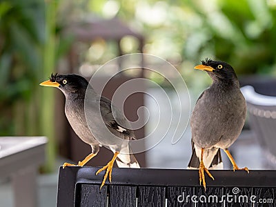 Javan Mynah, Acridotheres javanicus, two birds sitting on a chair in an outdoor restaurant in Singapore. Stock Photo