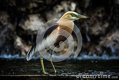 Javan pond heron , Close up Stock Photo