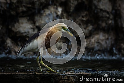 Javan pond heron , Close up Stock Photo