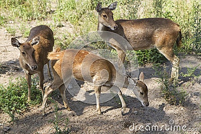 The Javan rusa or Sunda sambar Rusa timorensis is a deer species that is endemic to the islands of Java, Bali and Timor Stock Photo