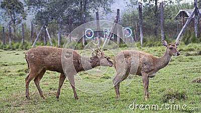 The Javan Rusa Or Sunda Sambar Or Rusa Timorensis Stock Photo