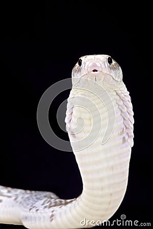 Javan spitting cobra (Naja sputatrix) Stock Photo