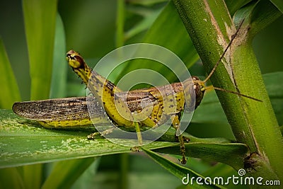 Javanese Grasshopper Stock Photo