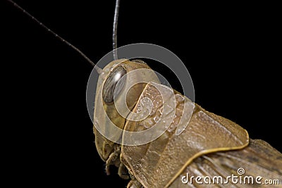 Javanese Grasshopper Valanga nigricornis isolated on black Stock Photo