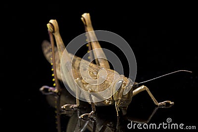 Javanese Grasshopper Valanga nigricornis isolated on black Stock Photo