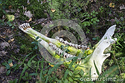 Jaw after a dead moose, only the skeleton left now Stock Photo