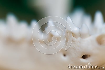 Jaw of skull fox lying on a wooden table, part. Colored paint stains acrylic and watercolors, workplace artist, painter Stock Photo