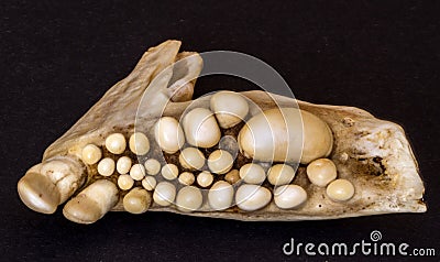 Jawbone of Musselcracker fish, South Africa Stock Photo