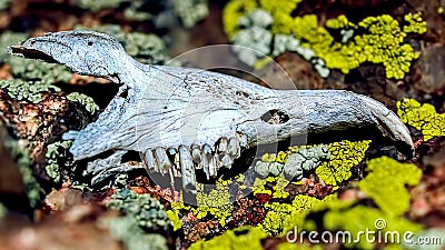 The Jawbone of a Rat Stock Photo