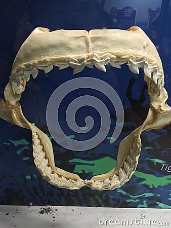 Jawbone and teeth of Great White Shark Stock Photo