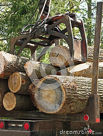 Jaws of a crane loading logs Stock Photo