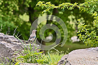 Jay-bird sitting on a stone in the grass Stock Photo