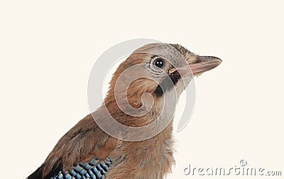Jay bird isolated on a white background Stock Photo