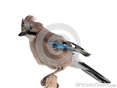 Jay bird sits on a tree branch isolated on white Stock Photo