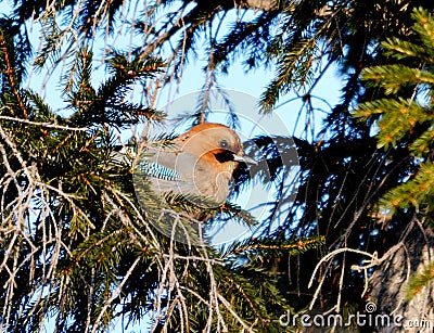 Jay on a fir-tree Stock Photo