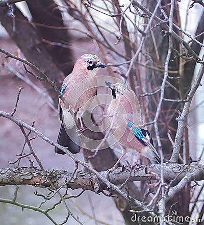 Jay sitting at the branch Stock Photo