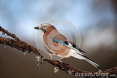 A jay is sitting on a branch with moss. Blurry brown-blue background. Mockingjay. Birds of Eurasia Stock Photo