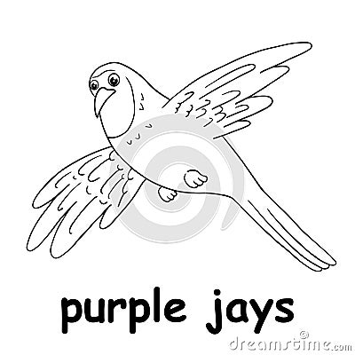 Kids line illustration coloring purple jays. animal are just lines Vector Illustration