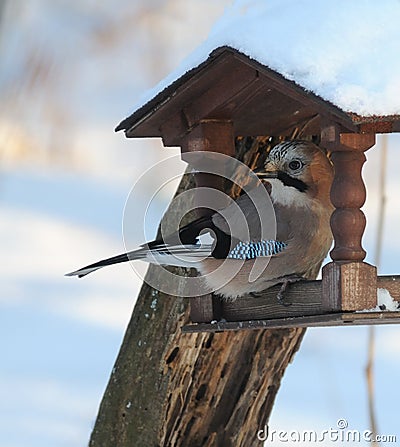 Jay at winter feeder Stock Photo