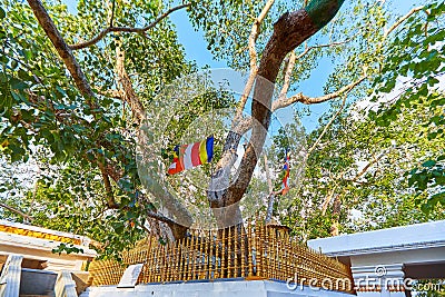 Jaya Sri Maha Bodhi is a sacred fig tree in the Mahamewna Gardens, Anuradhapura. A sacred place for Buddhists on Sri Lanka Stock Photo