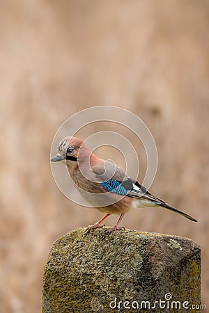 Jaybird perched on an ancient stone monument with a brown background Stock Photo