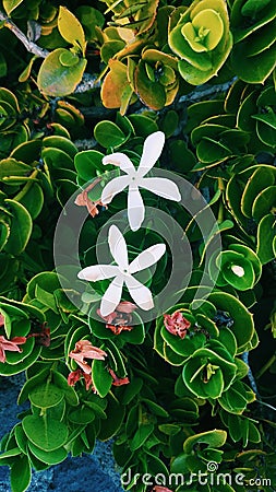 Jazmin green nature plant white Stock Photo