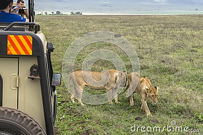 Jeep safari in Africa, travelers photographed lion Editorial Stock Photo