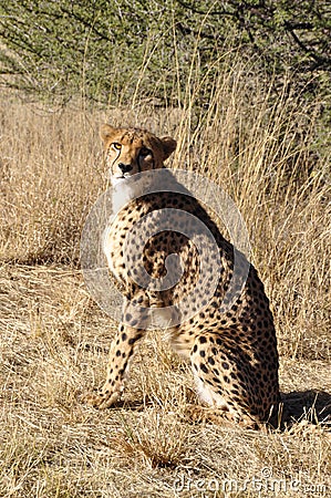 A Jeetah near Otjwarongo in Namibia Stock Photo