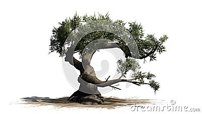 Jeffrey Pine tree Stock Photo