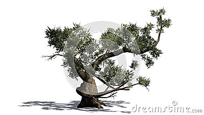 Jeffrey Pine tree Stock Photo
