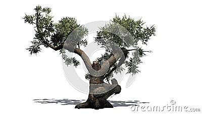 Jeffrey Pine tree Stock Photo