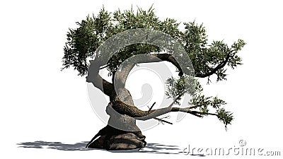 Jeffrey Pine tree Stock Photo