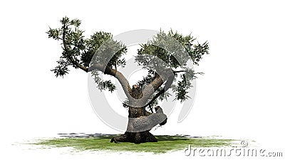 Jeffrey Pine tree Stock Photo