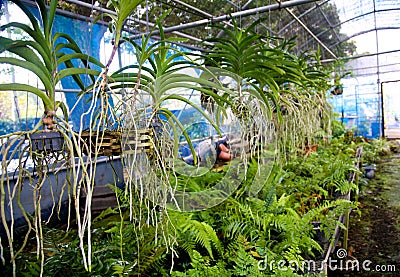 Jeju Island, the greenhouse with exotic orchids, botanical garden,volcanic island Editorial Stock Photo