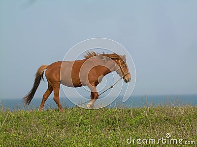 Jeju Island Horse Grazing by the Seaside Stock Photo