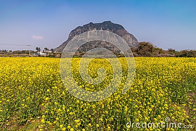 Jeju Island South Korea, canola field at Sanbangsan Stock Photo