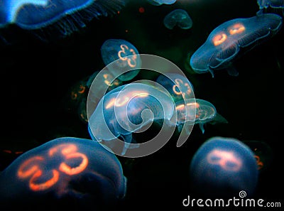 Jelly Fish Stock Photo