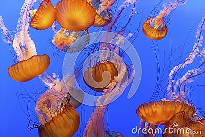 Jelly Fish Stock Photo