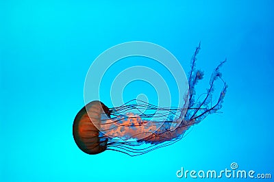 Jelly Fish Stock Photo