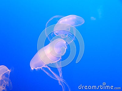 Jelly Fish Stock Photo